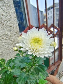白色菊花