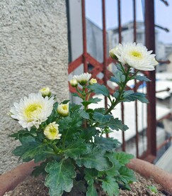 花朵