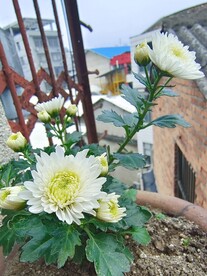 菊花