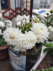 白色菊花
