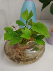 水培红薯叶