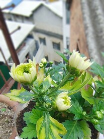 菊花花苞