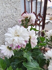 紫色菊花