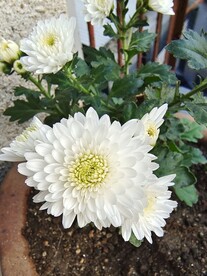 白菊