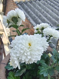 白菊花