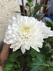 一朵菊花