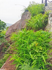 大油芒