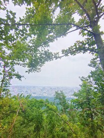 树木绿枝