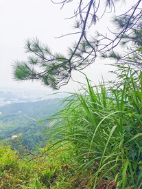 登高望远