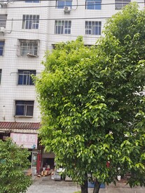 樟树籽