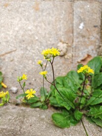 小黄花