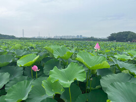 荷花 