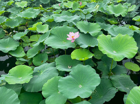 荷花 