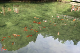 锦鲤