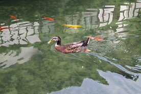 土鸭