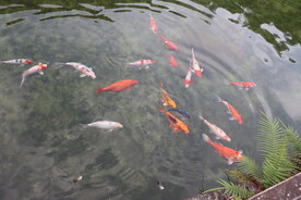 锦鲤