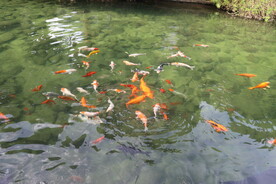 锦鲤 