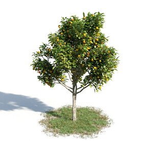 C4D模型 绿色植物