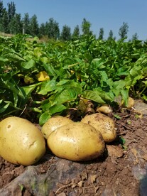 土豆菜园
