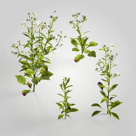 C4D模型 绿色植物