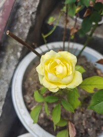 月季
