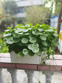 盆栽铜钱草