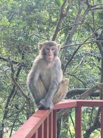 姑婆山猴子