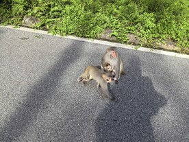 猕猴
