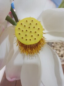 莲蓬 莲子 花蕊