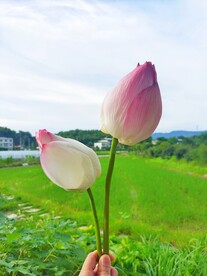 荷花花苞