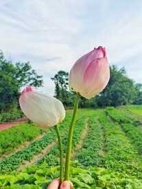 两朵荷花