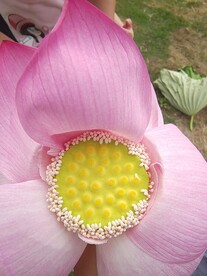 荷花花瓣
