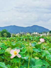 荷花茶叶
