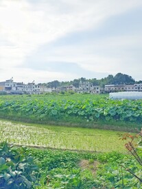 河塘