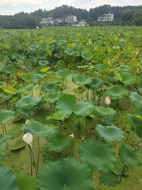 河塘