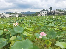 河塘