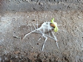 发达的根系