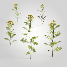 C4D模型 绿色植物