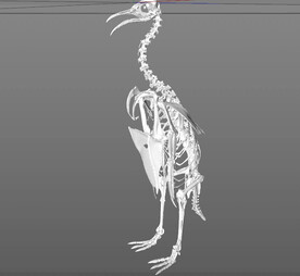 C4D模型 骨头