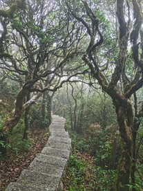 上山阶梯