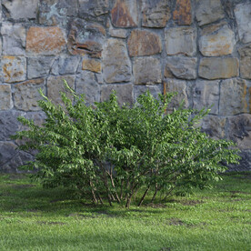 C4D模型 绿色植物