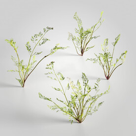 C4D模型 绿色植物