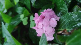 花  