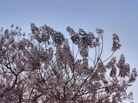 桐树花 