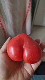 手拿西红柿