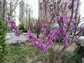 蓝香芥花
