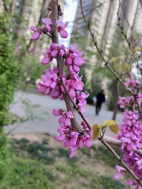 紫色小花