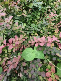 路边植物