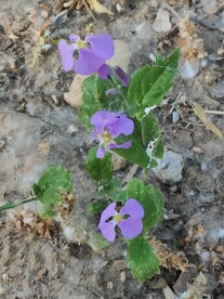 紫花地丁