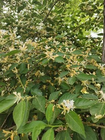 忍冬花